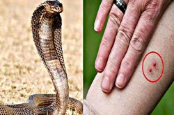 cobra attack: 16 साल के बेटे को सांप ने काटा, पिता ने सांप को दबोचा थैली में
डाला और अस्पताल ले आया - image