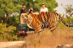 वीरांगना दुर्गावती टाइगर रिजर्व में सफारी बंद - image