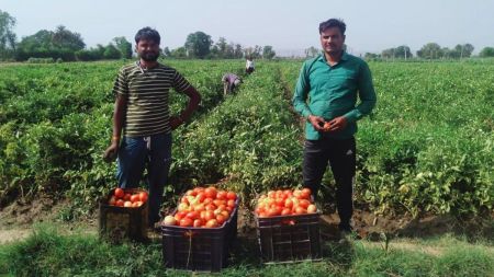 टमाटर के बंपर उत्पादन से सुधरी किसानों की आर्थिक हालत