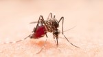 Zika Virus: भारत में घुस आया घातक जीका वायरस, जानें लक्षण, फैलने का तरीका और
बचाव - image