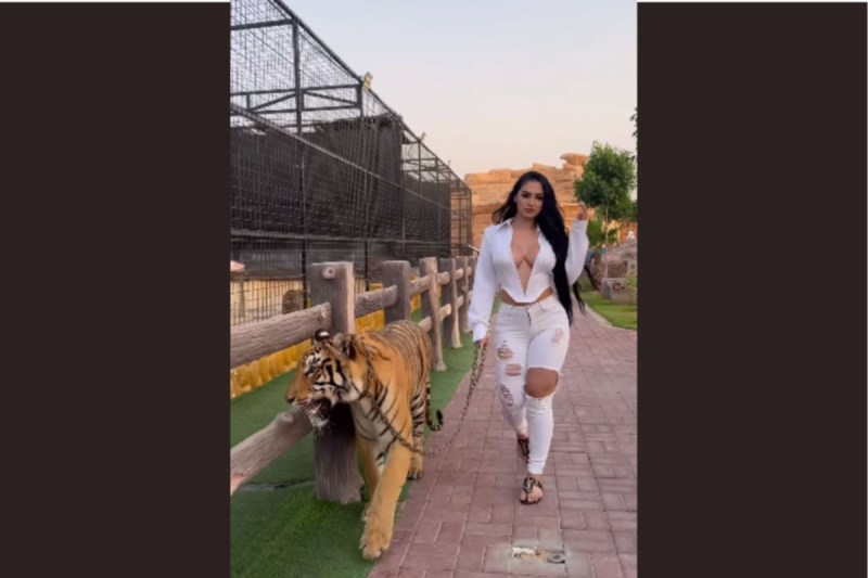 Viral Video of Nadia Khar walking with tiger in Dubai