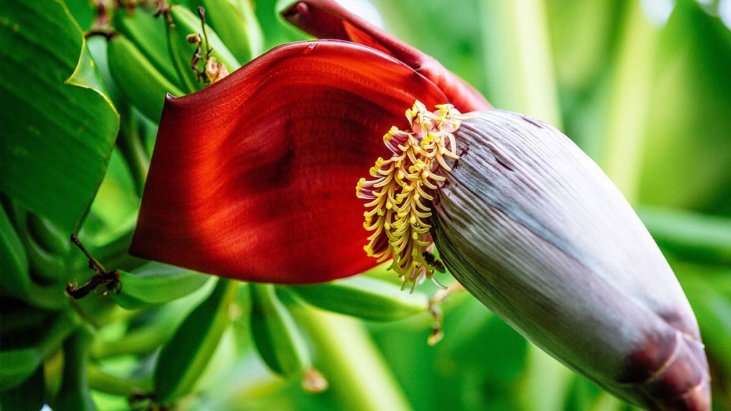 Banana Flower: A Miracle Cure for Diabetes