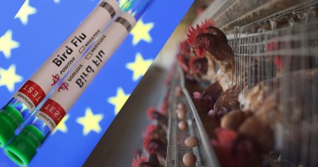 Bird Flu in India
