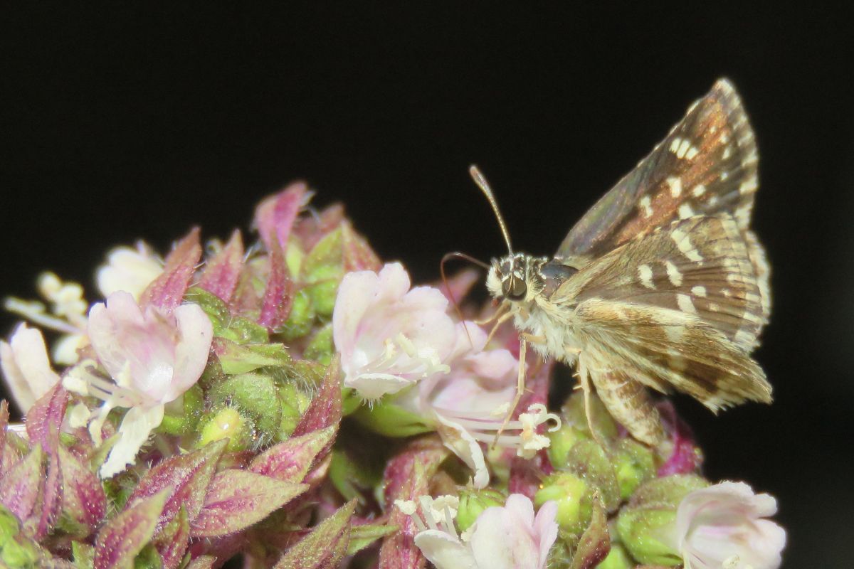 Butterfly : इस शहर में पाई जाती हैं सबसे सुन्दर तितलियां, इतनी हैं खूबियां