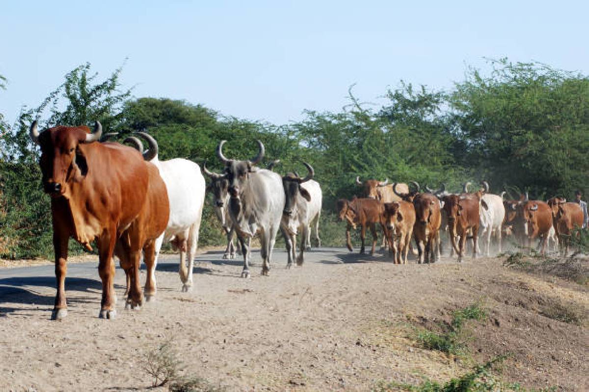 Cattle on road : इस दर्द की इंतेहा नहीं…खून से लथपथ पड़े रहे दंपती और….