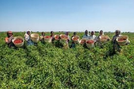 Farmers