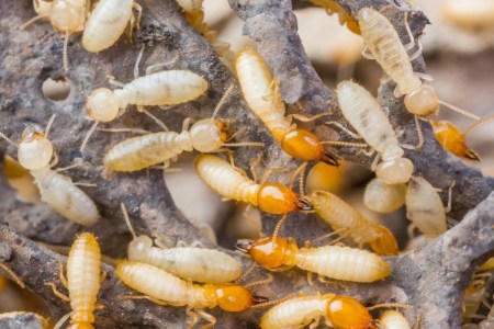 world is suffering a loss of Rs 125.14 lakh crore every year due to termites
