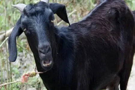 goat theft
