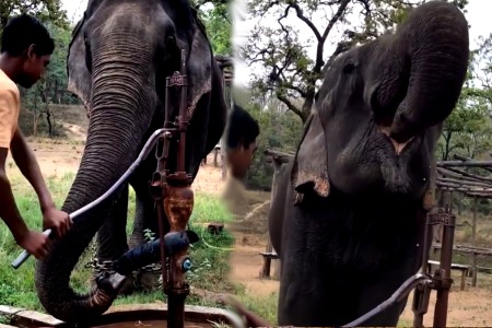 elephant drinking water