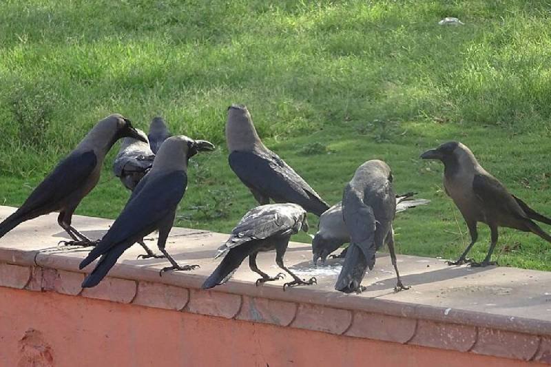 Indian Crows