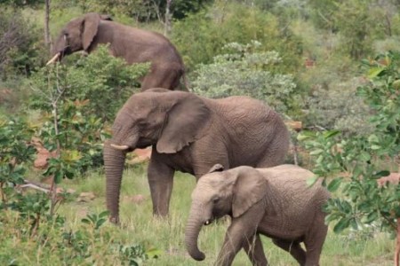 CG Elephant Terror