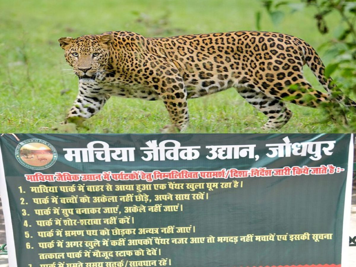 leopard खुले में घूम रहा है सावधान! सरकार ने लगाया है यह बोर्ड