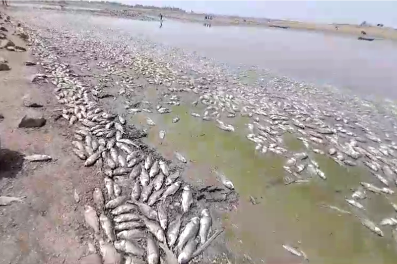 fishes died in pond