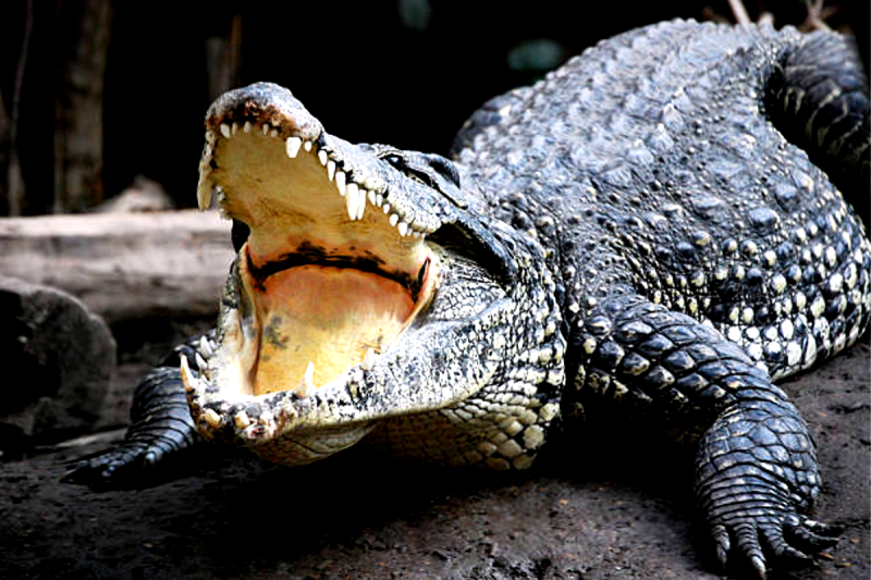 Crocodile Rescue Operation