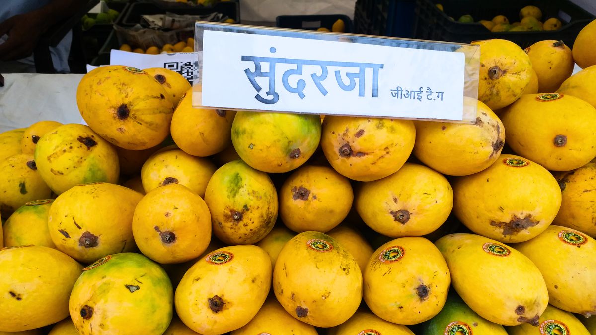 mango festival
