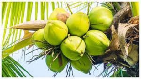 नारियल की डिमांड