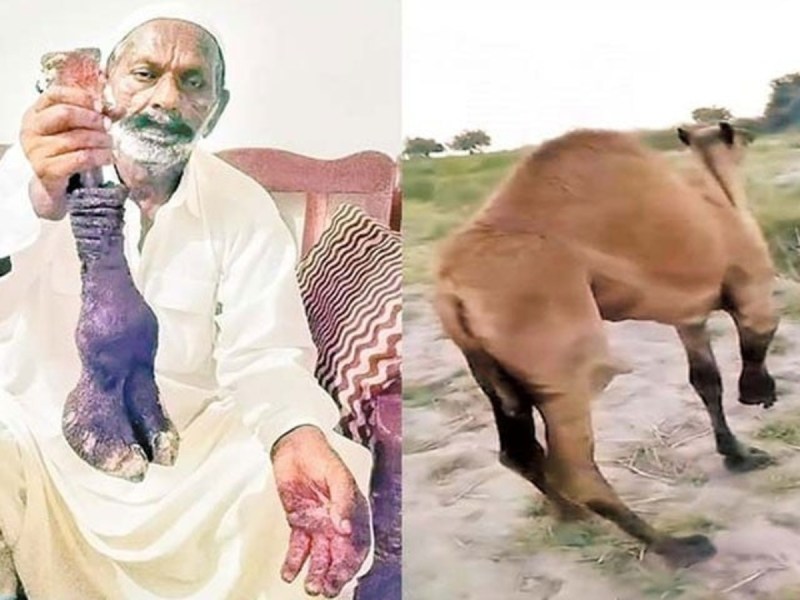 Pakistani man cut camel's leg for trespassing