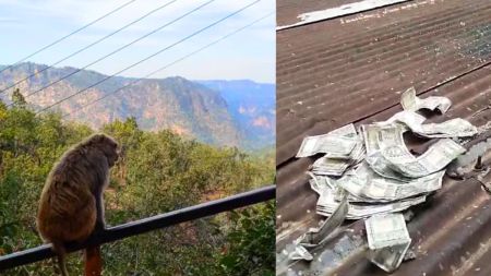 panchmarhi monkey news