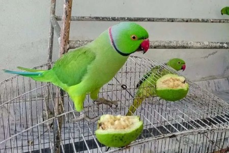 parrot news