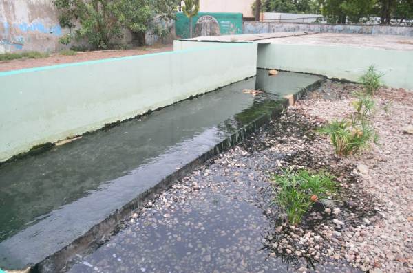 कोई ऑक्सीजन की कमी तो कोई सीवरेज का गंदा पानी तो कोई बढ़ते तापमान को कारण बता रहा है