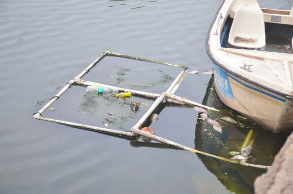 कोई ऑक्सीजन की कमी तो कोई सीवरेज का गंदा पानी तो कोई बढ़ते तापमान को कारण बता रहा है। 