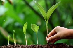 Rajasthan Green Mission: राजस्थान में 25 करोड़ पौधे लगाए जाएंगे, 1 जुलाई से
पौधारोपण अभियान शुरू - image