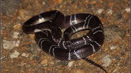 CG snake bite