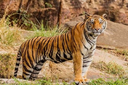Indravati Tiger Reserve