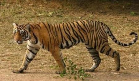 tiger