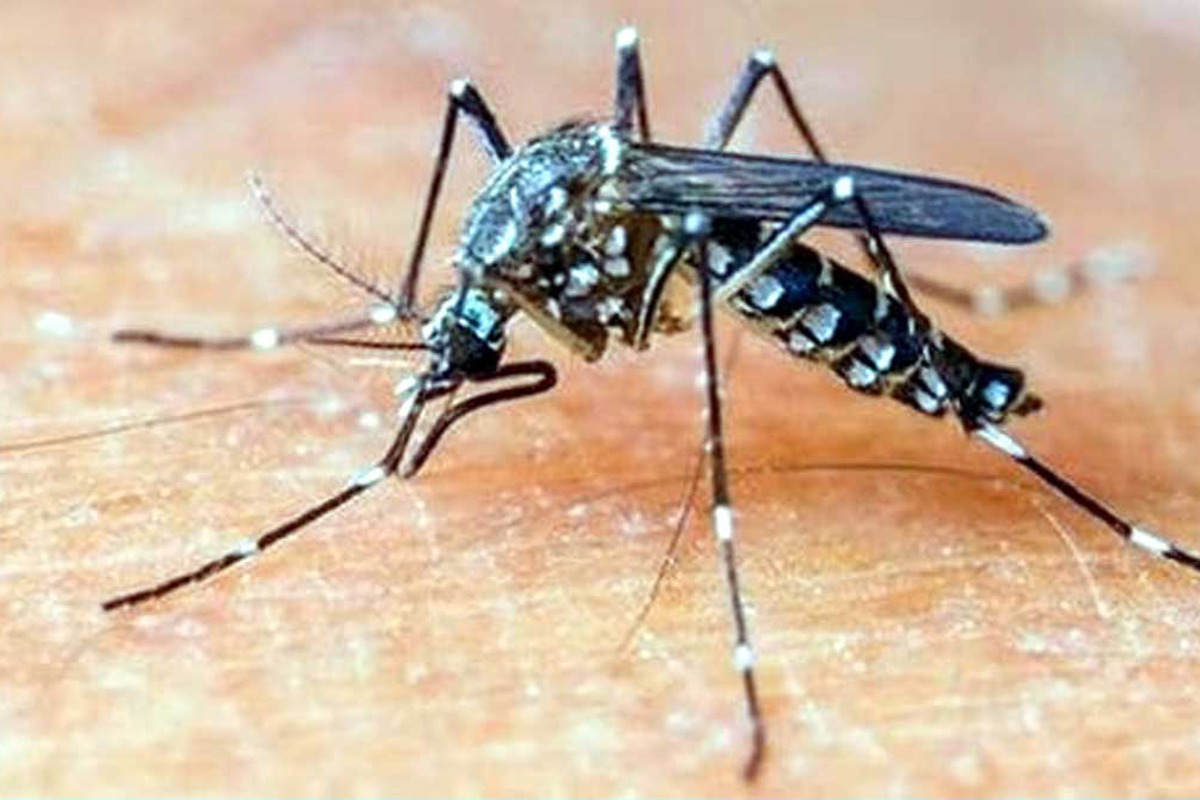 बारिश के बाद जिले में डेंगू के प्रकोप की आशंका