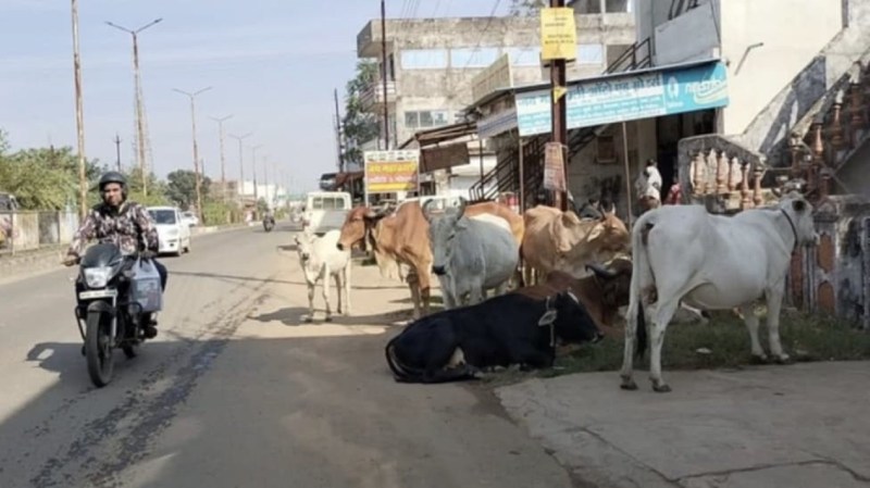 पशु मालिकों के खिलाफ कड़ी कार्रवाई के साथ नाम भी किए जाएंगे सार्वजनिक