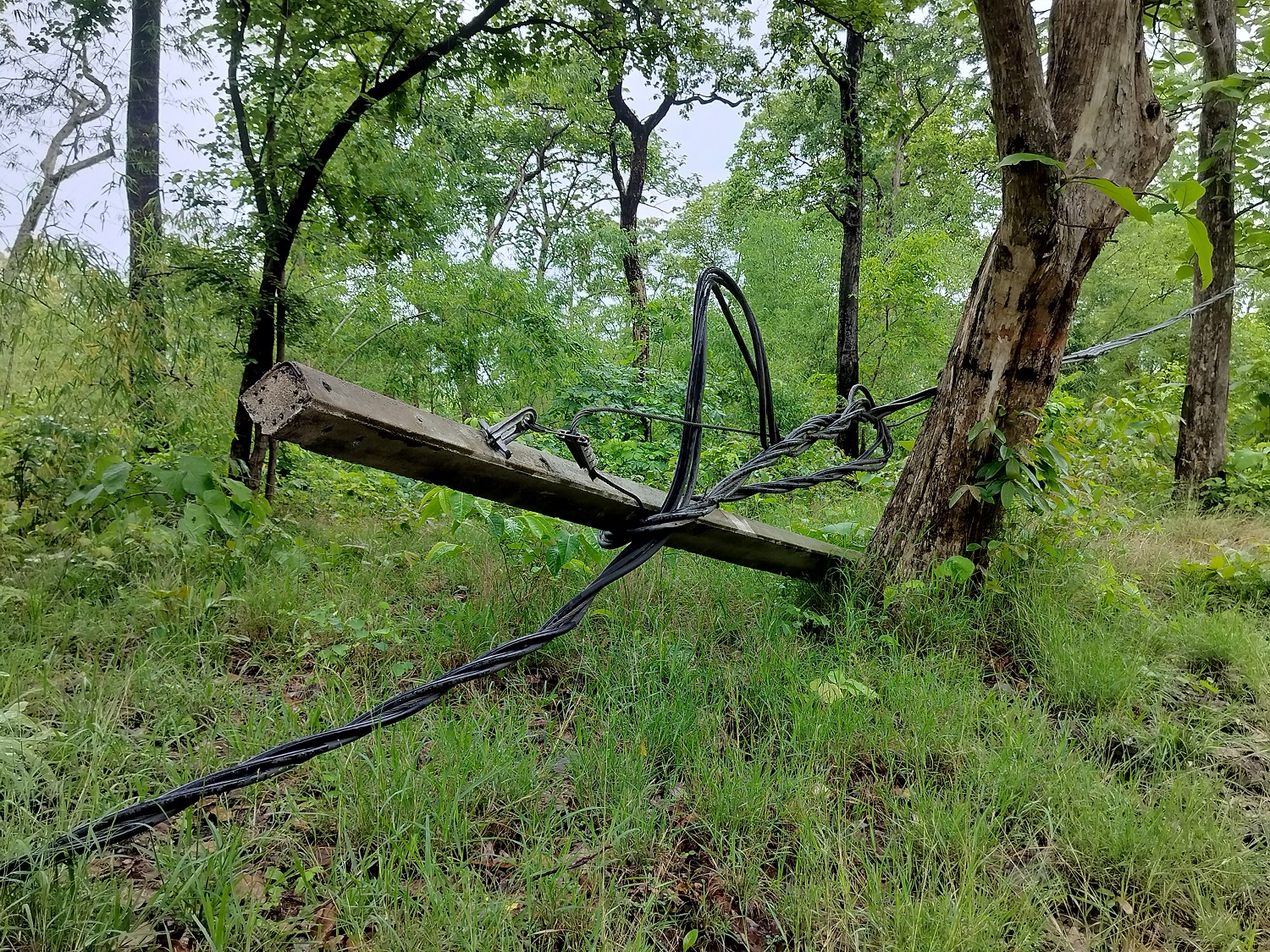 वन्य जीवों के लिए खतरा न बन जाए ये लापरवाही