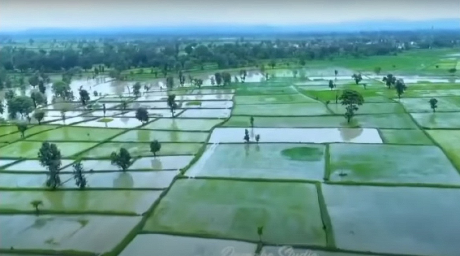 Damage To Paddy Crop-बाढ़ के पानी में डूबी धान की फसल, किसानों को हुआ नुकसान