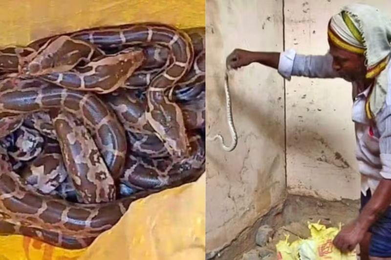 26 Python Found in Basti