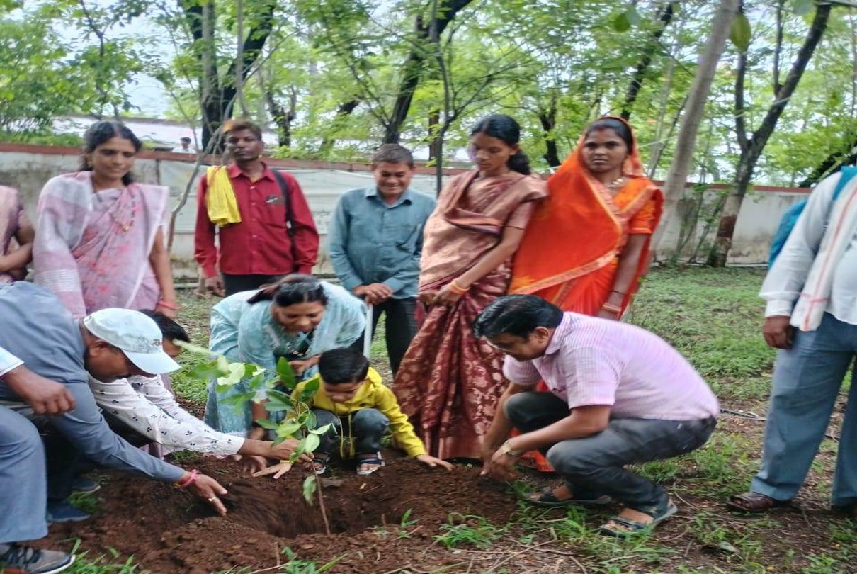 काटे गए 308 पेड़ों की पौधे लगाकर हो रही भरपाई