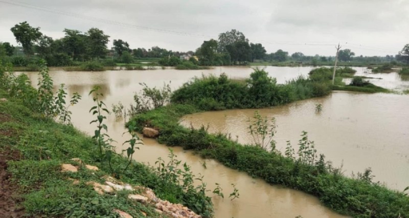 पानी में डूबी धान की फसल