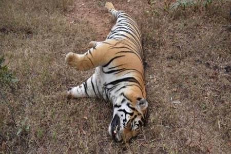 killed tiger