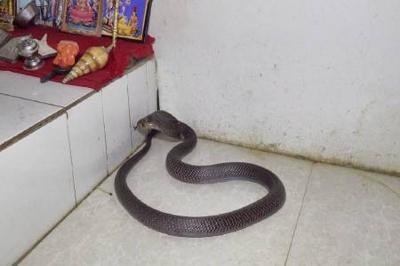 Snake Alert
