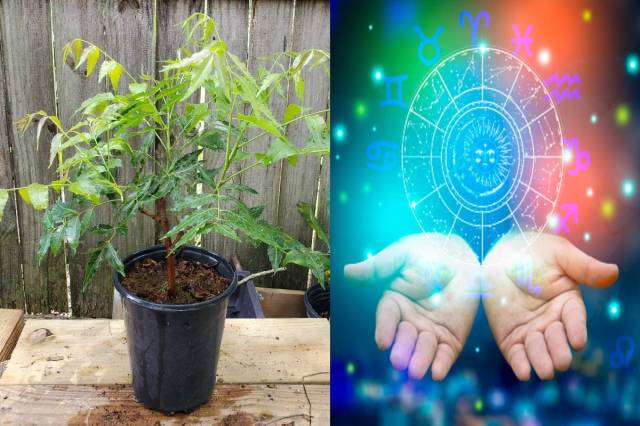 Plants Astrology