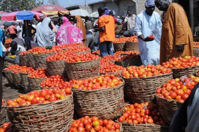  Lucknow Tomato Price