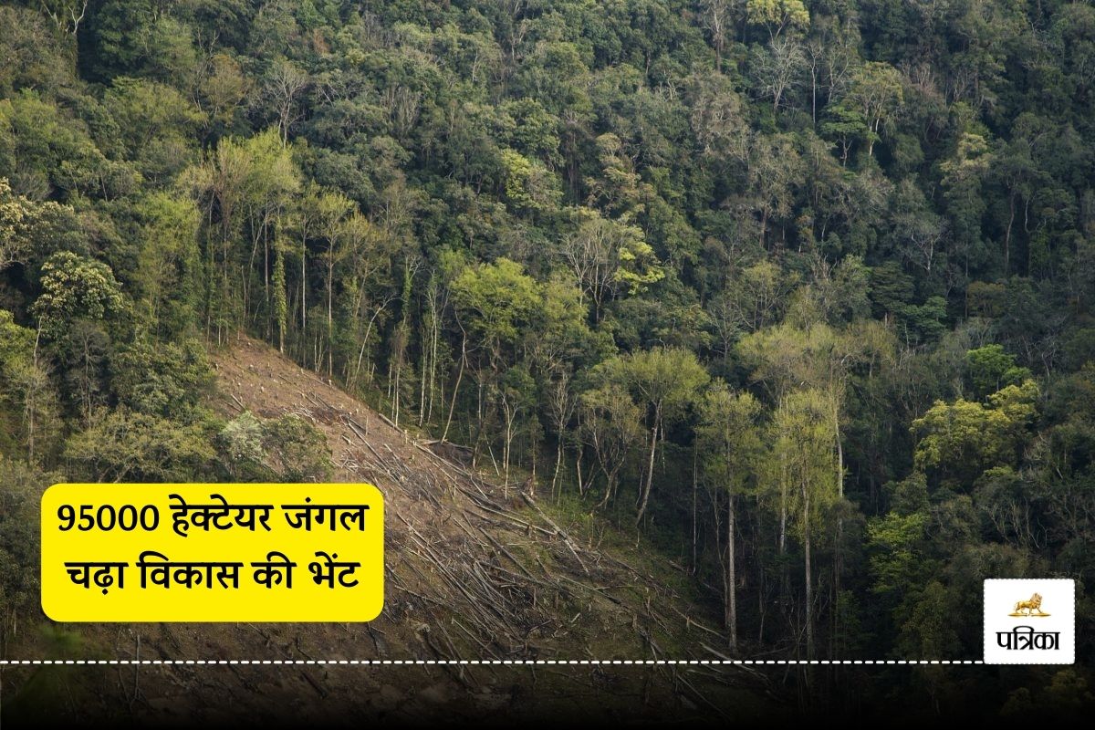 95000 hectares of forest ruined for development