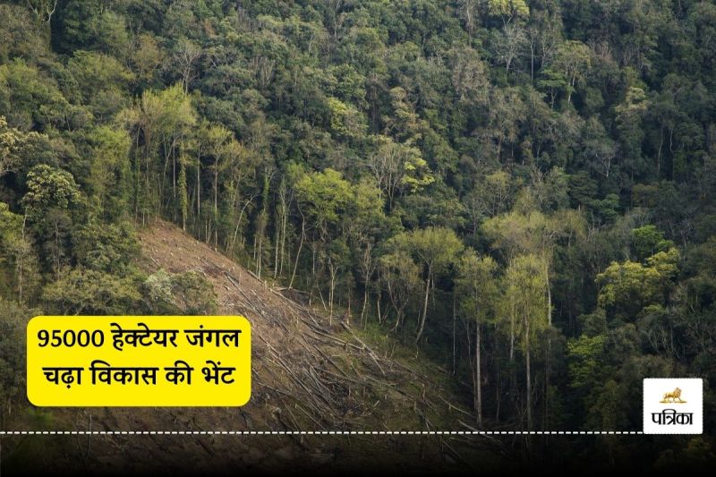 95000 hectares of forest ruined for development