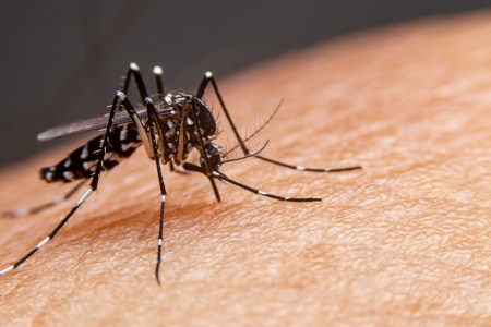 CG Malaria cases, Dengue Malaria Disease