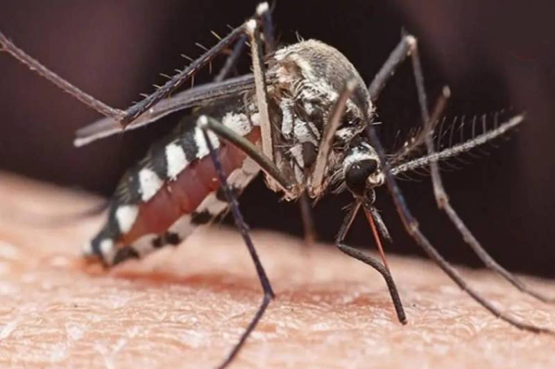 Aedes mosquito