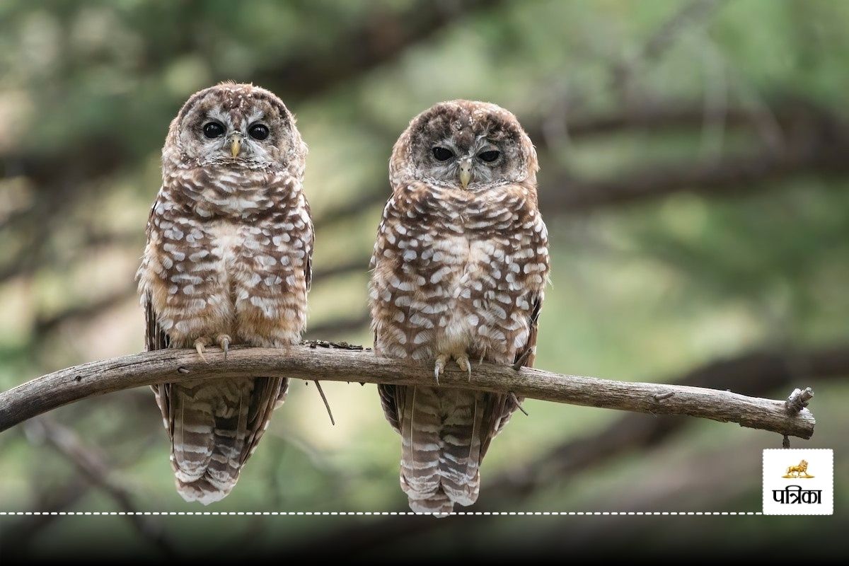 America Plan to Kill Owl