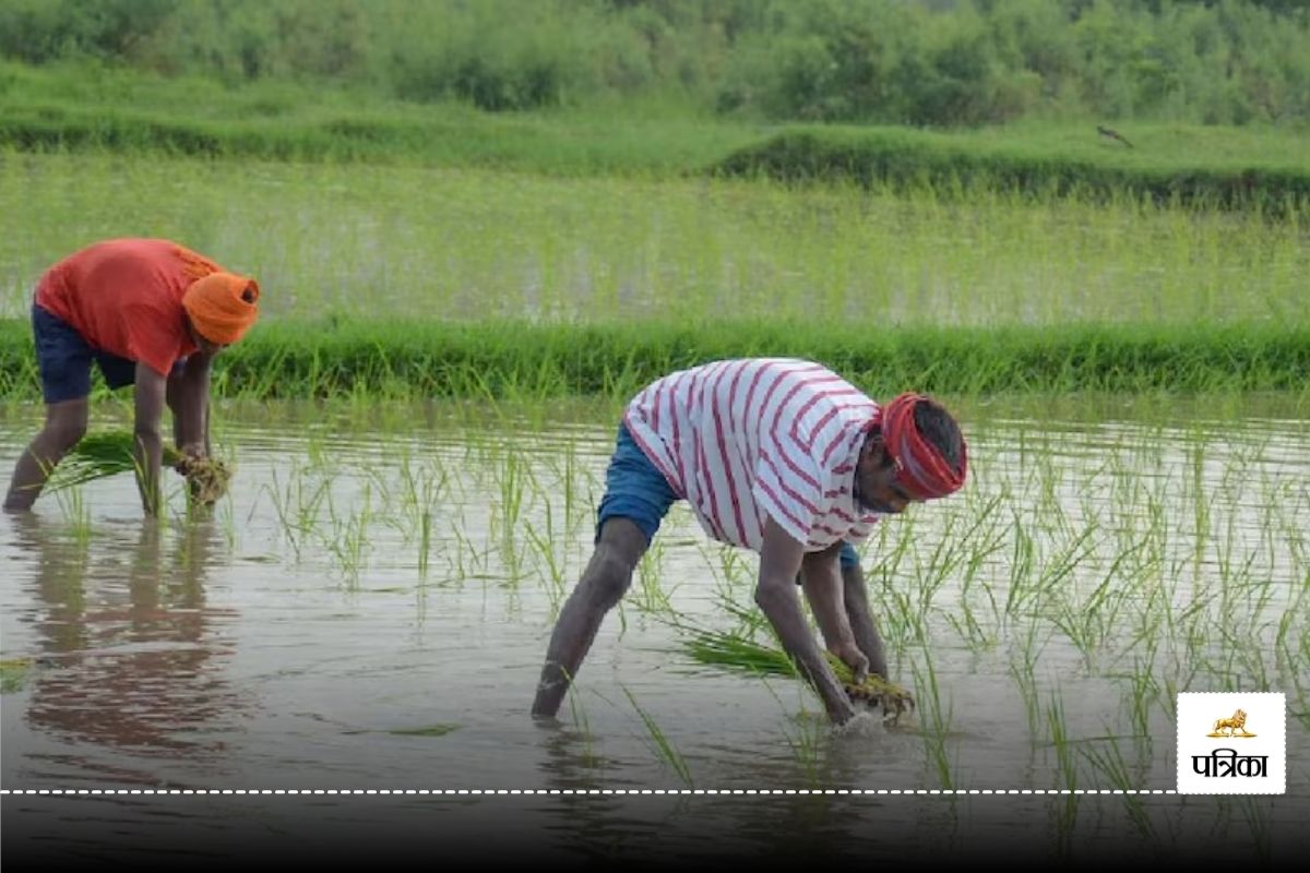 Bastar Agriculture: झमाझम बारिश से किसानों का खिला चेहरा, भर गए नदी-नाले…. खेतों
में रोपाई शुरू