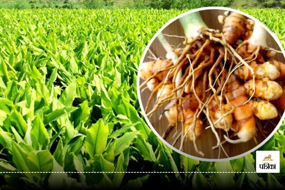 Bastar News: अब हल्दी की खेती करेंगे बत्सार के किसान… बिजनेस की बनाई तगड़ी योजना,
जमकर होगी कमाई