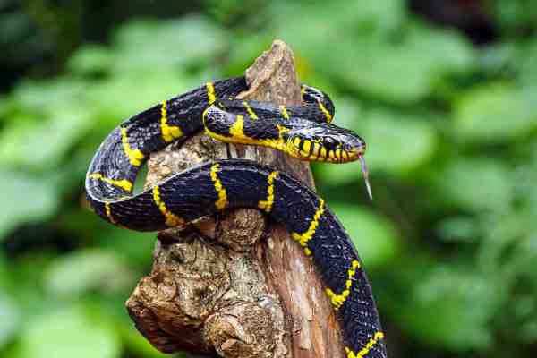 snake