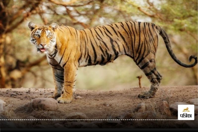 International Tiger Day 2024