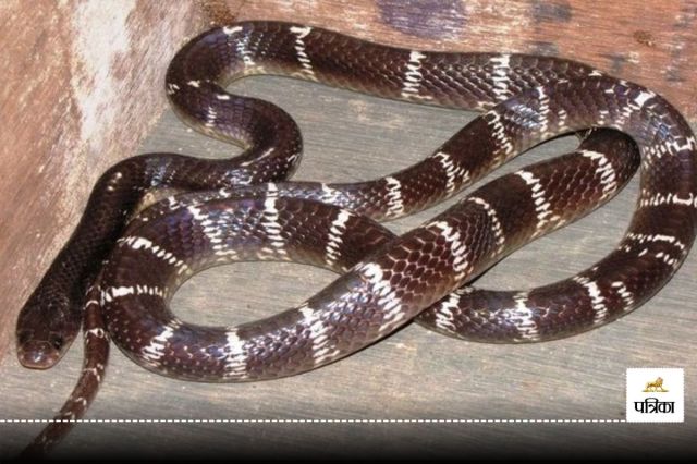 Three members family bitten snake all three died in jharkhand 